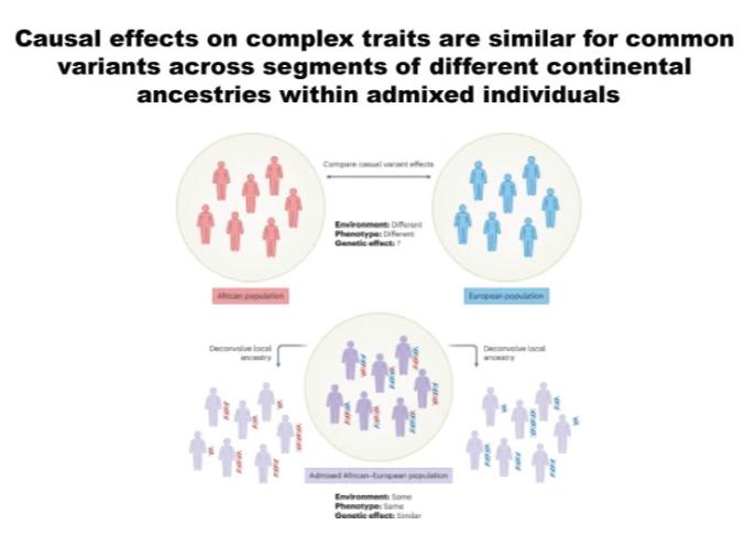 Estimation of cross-ancestry genetic correlations 