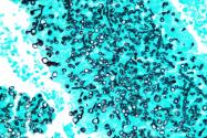 Immune modulation can effectively combat Valley Fever